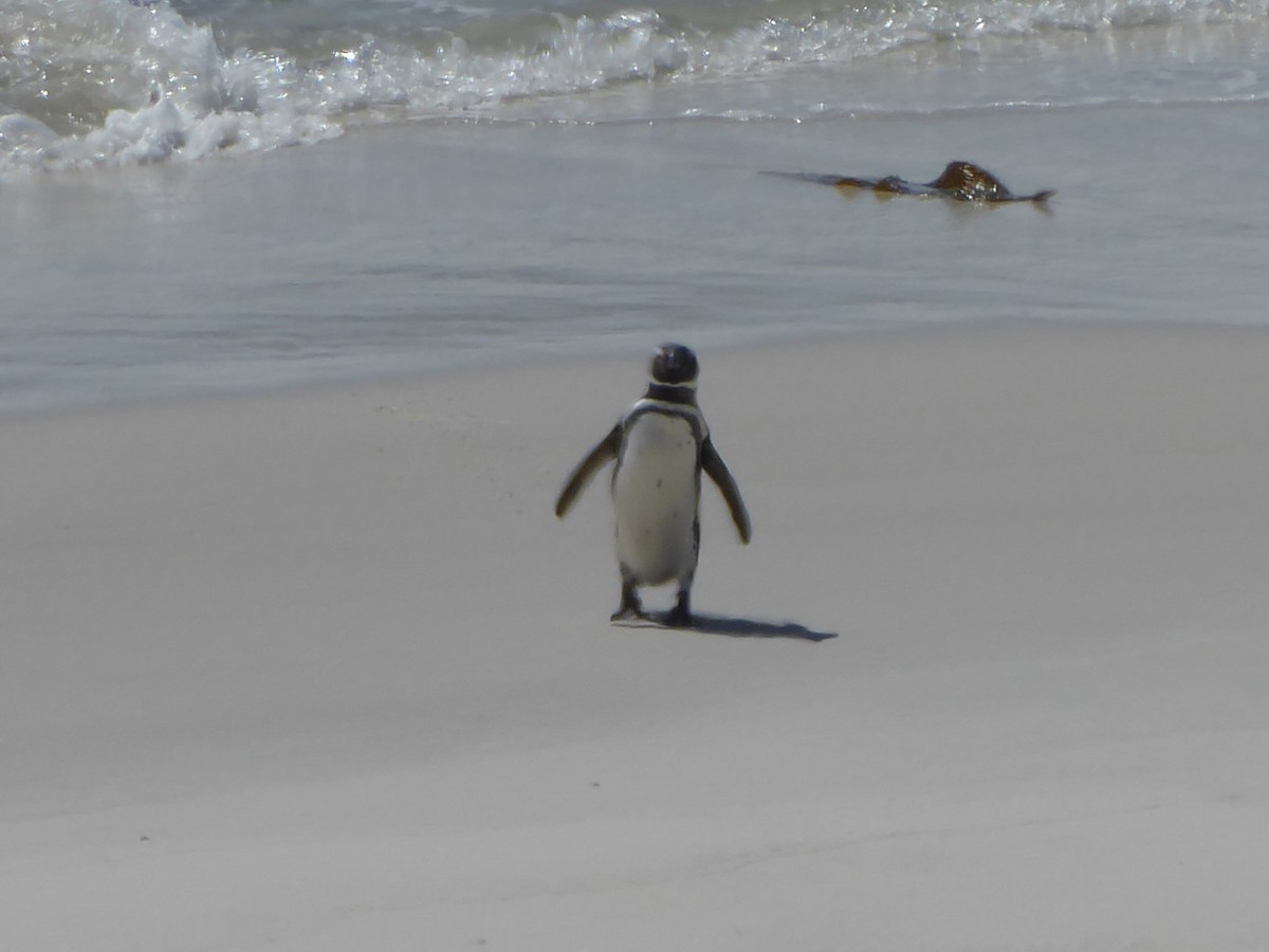 Magellanic Penguin - Shelli Spencer