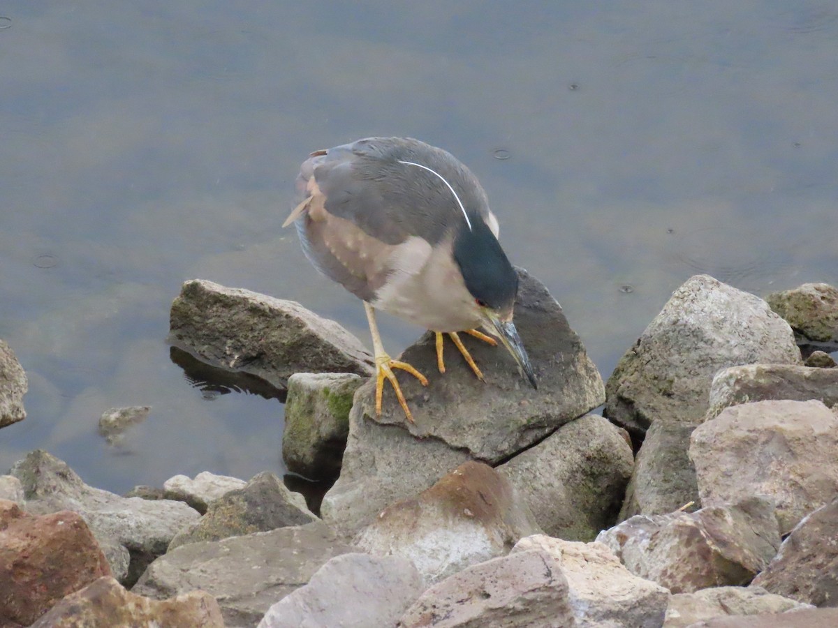 Black-crowned Night Heron - ML615513586