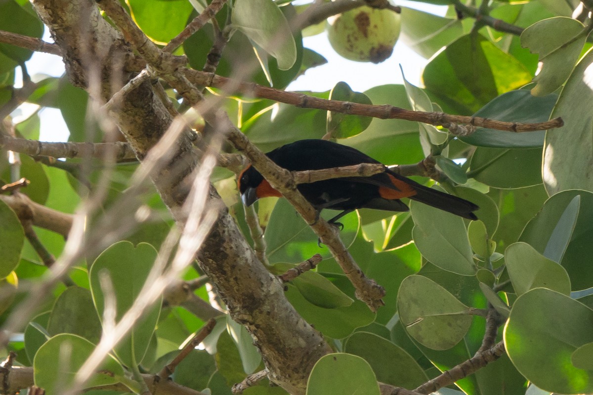 Puerto Rican Bullfinch - ML615513592