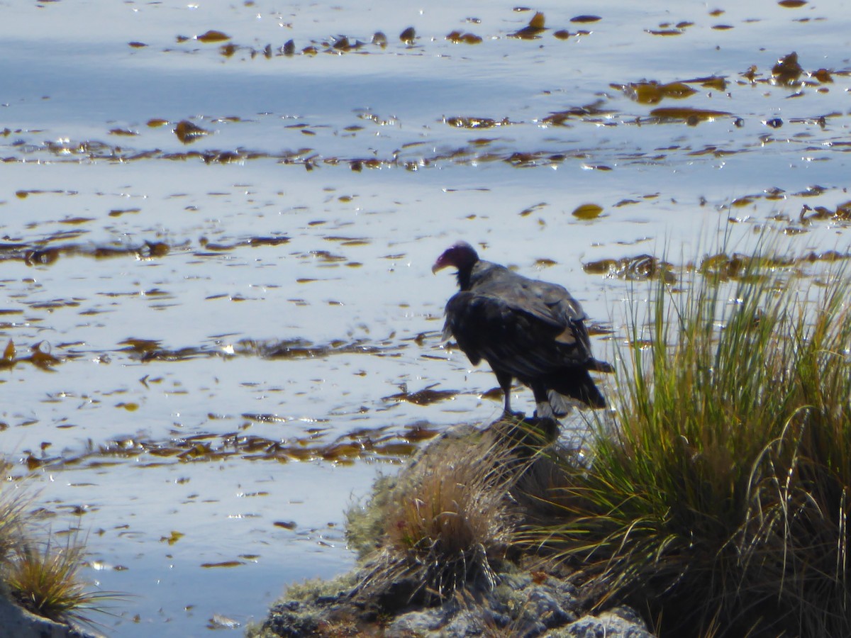 Turkey Vulture - Shelli Spencer