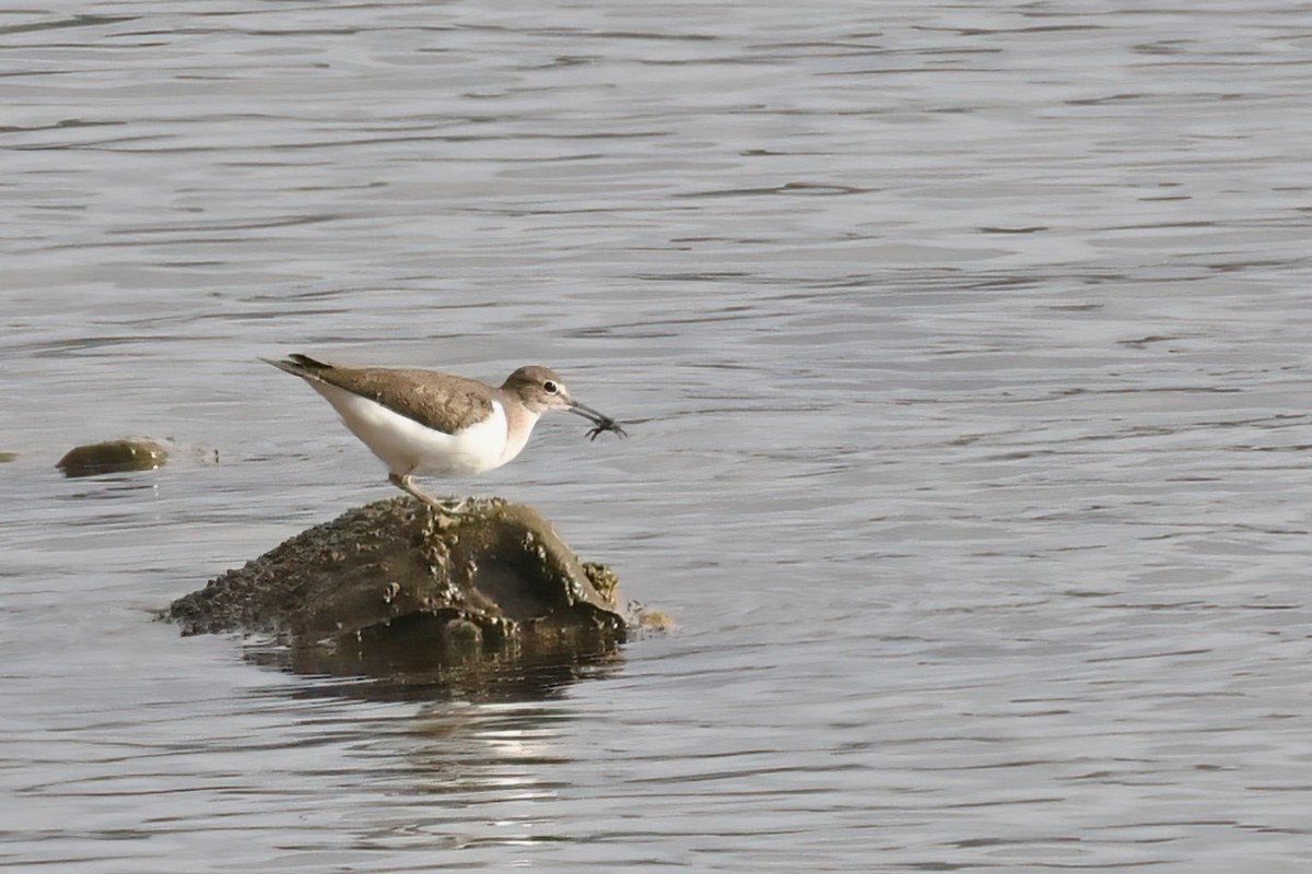 Common Sandpiper - ML615513630