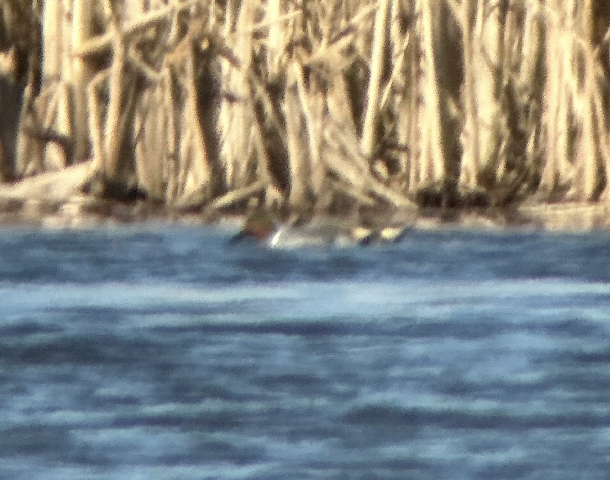 Green-winged Teal - Robert Mead