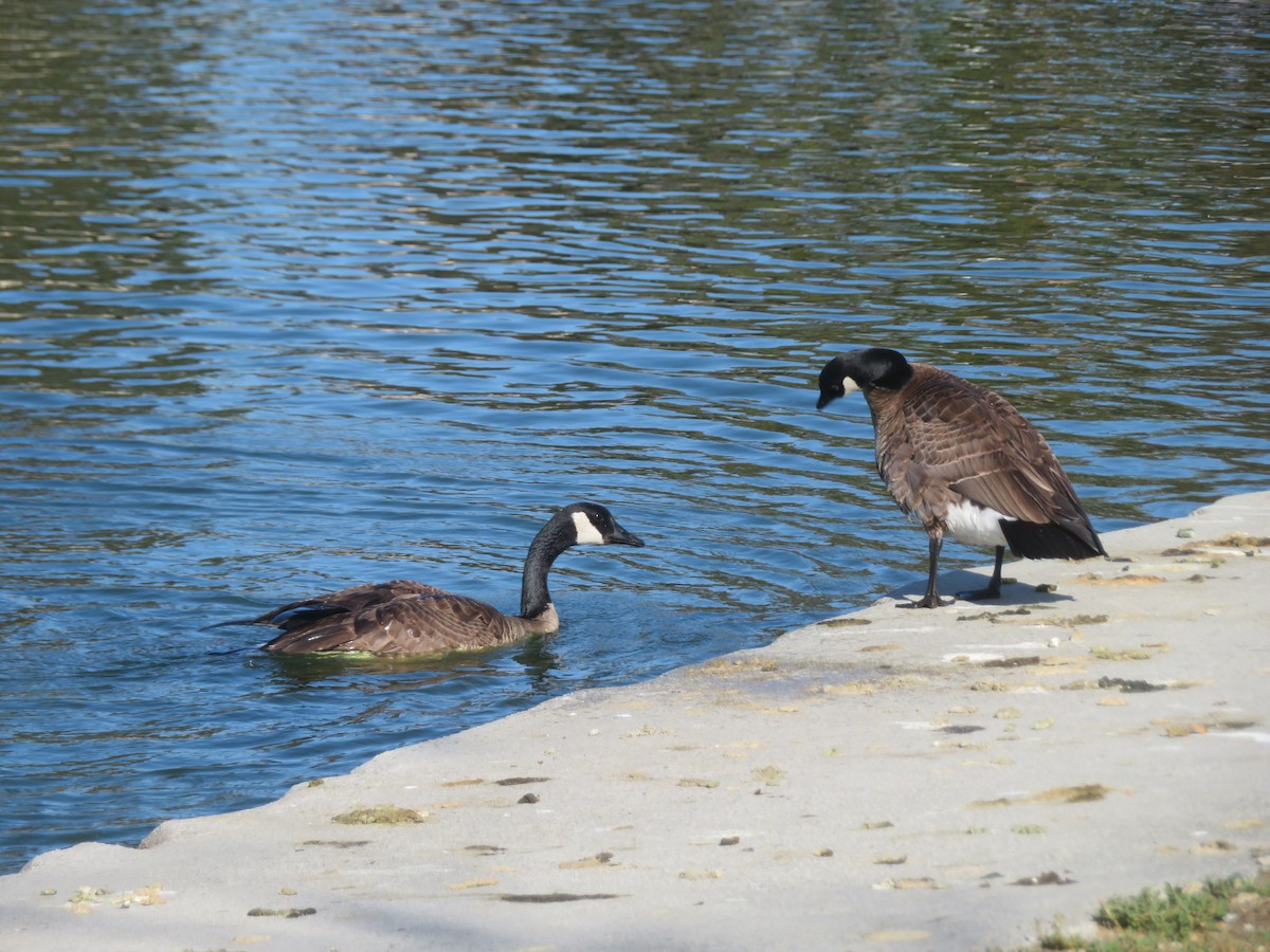 Canada Goose - ML615513663