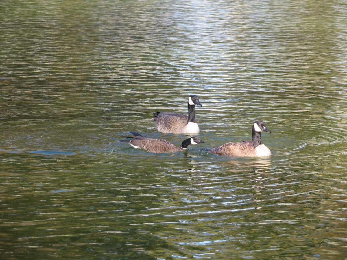 Canada Goose - ML615513664