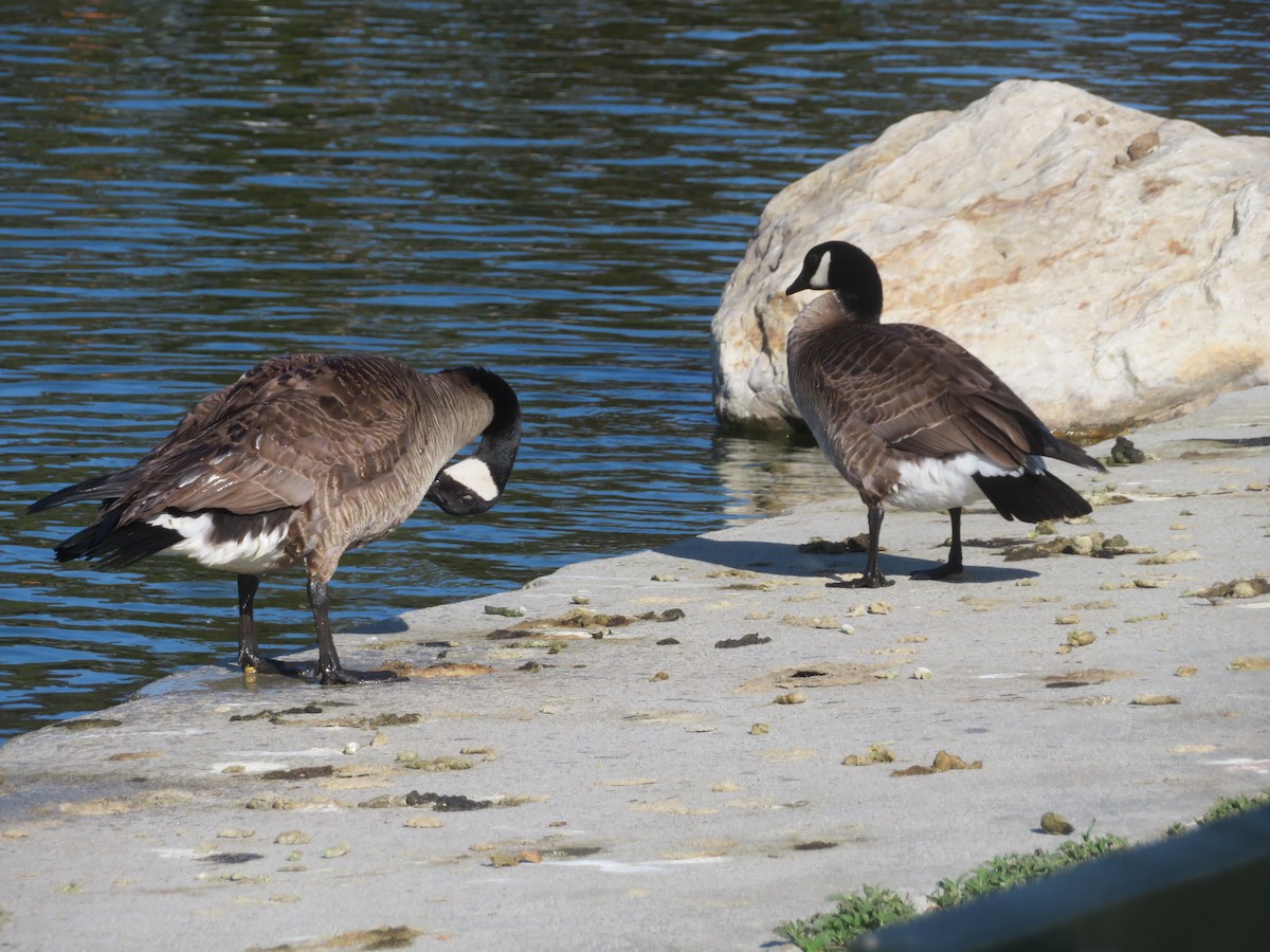 Canada Goose - ML615513665