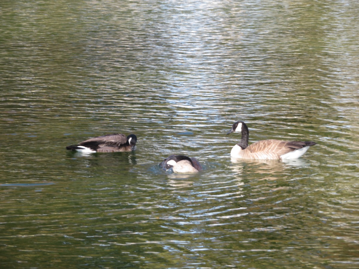 Canada Goose - ML615513666