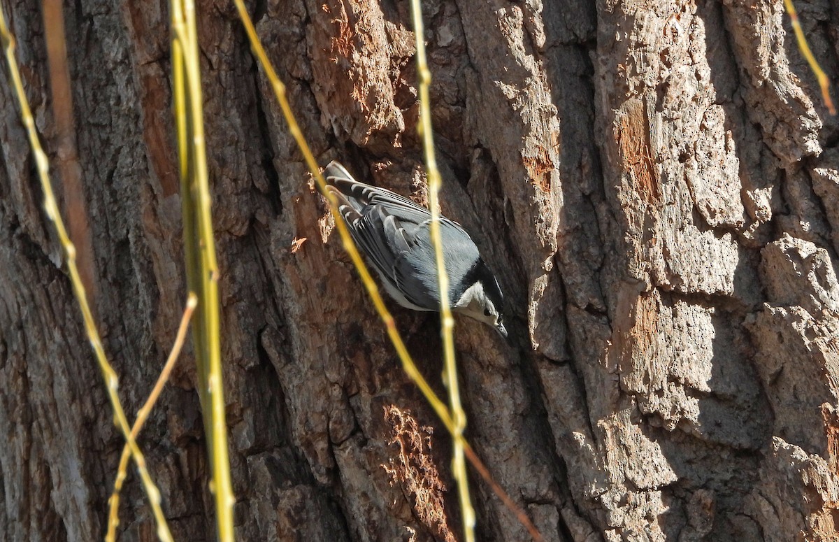 White-breasted Nuthatch - ML615513677