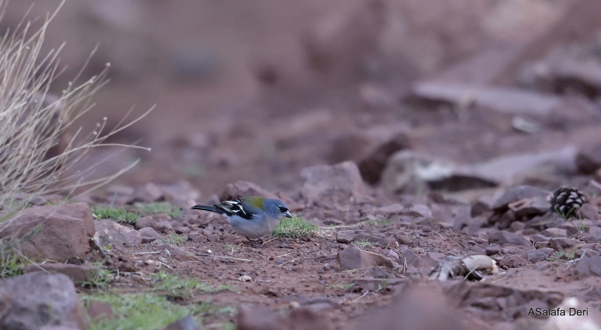 African Chaffinch (African) - ML615513692