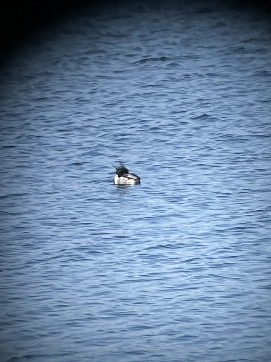 Red-breasted Merganser - Bill Lafley