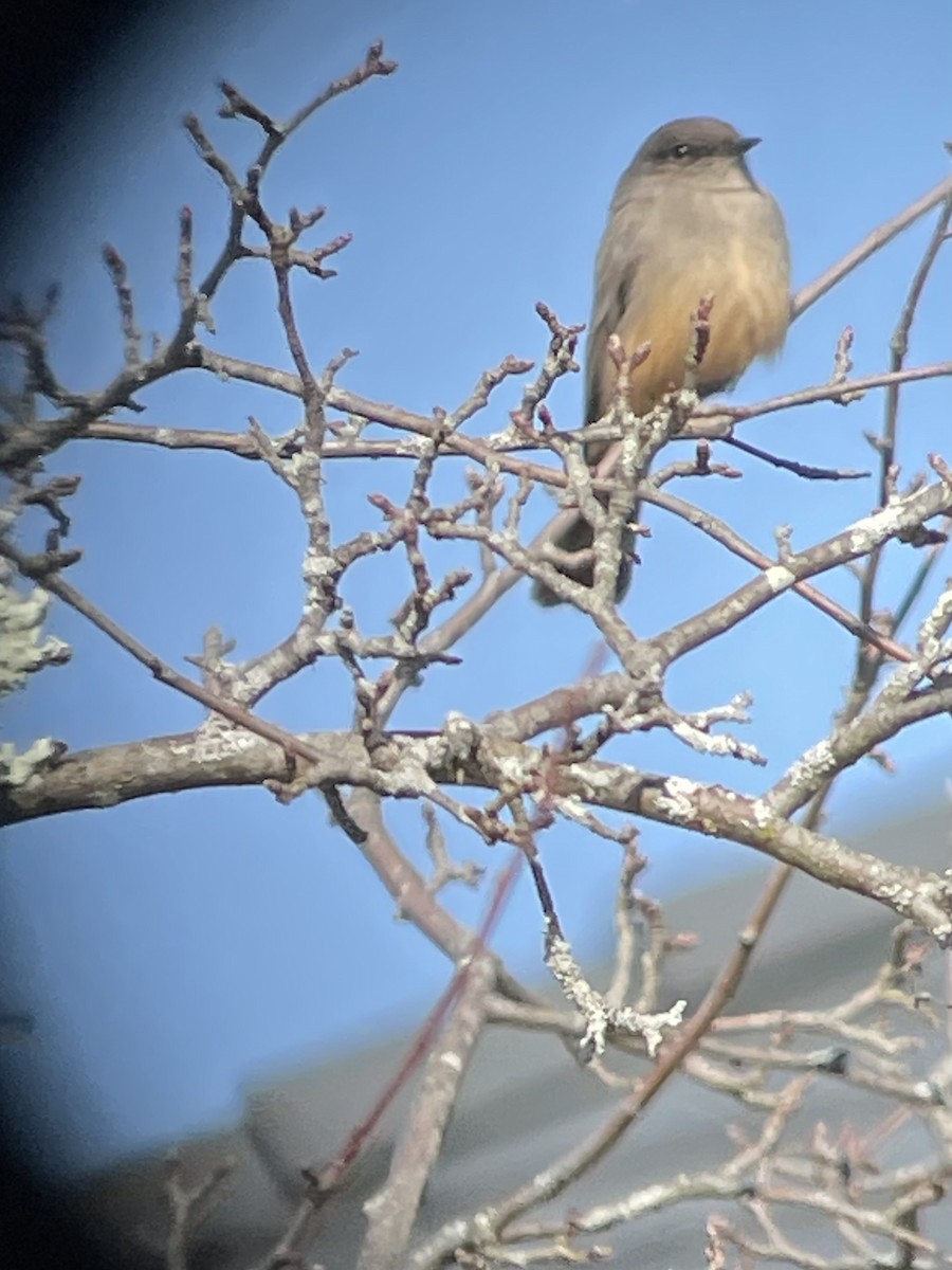 Say's Phoebe - Bill Lafley