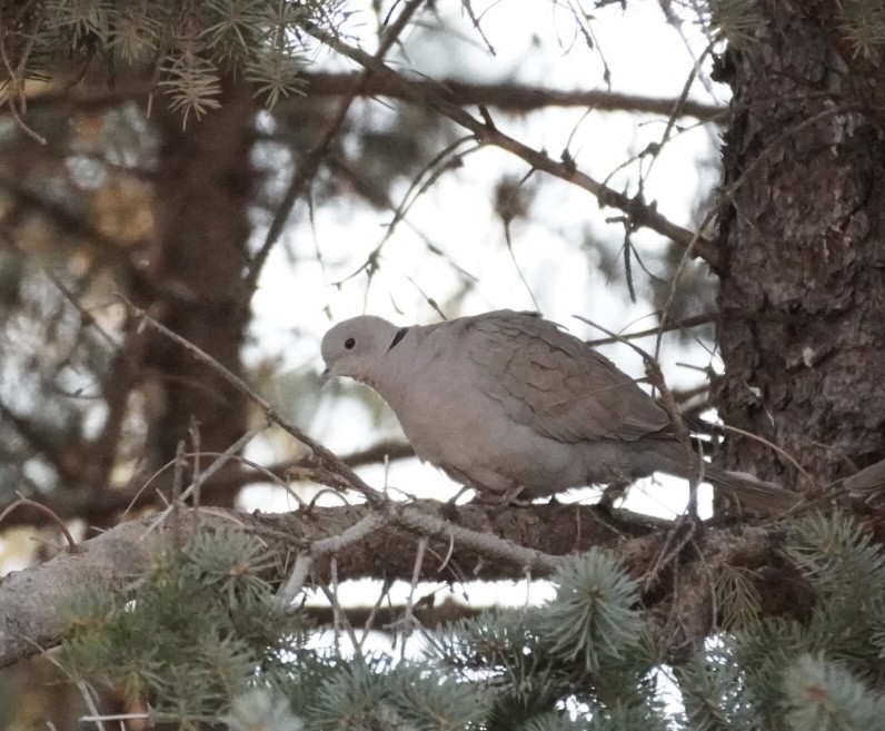Eurasian Collared-Dove - ML615513727