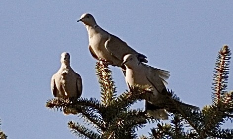 Eurasian Collared-Dove - ML615513728