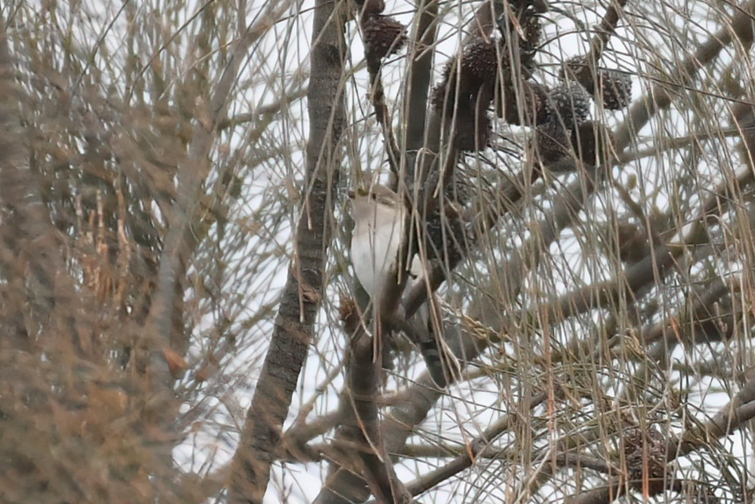 Horsfield's Bronze-Cuckoo - ML615513737