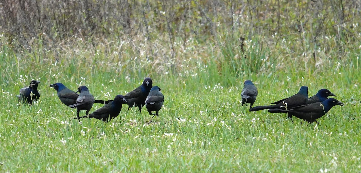 Common Grackle - Steve Rogow