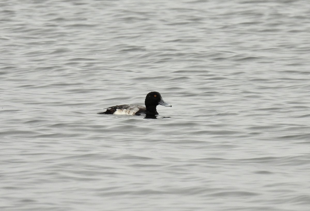 Lesser Scaup - ML615513828