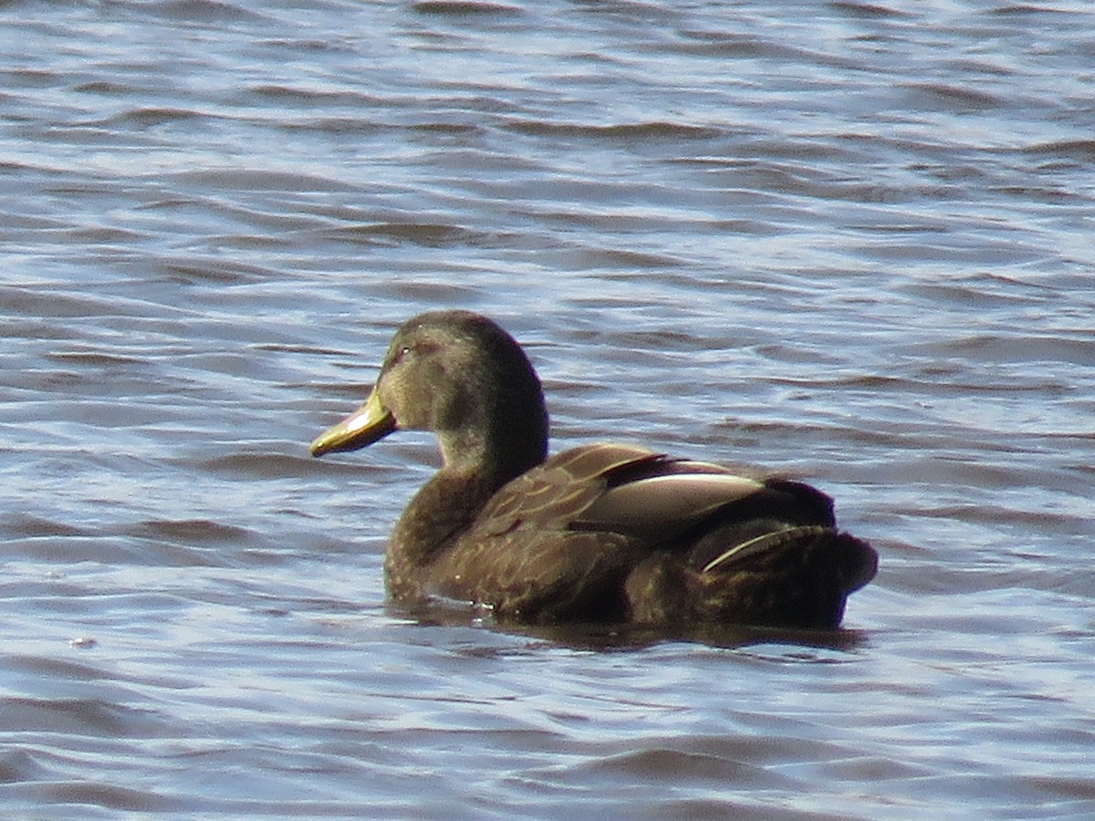 American Black Duck - ML615513840