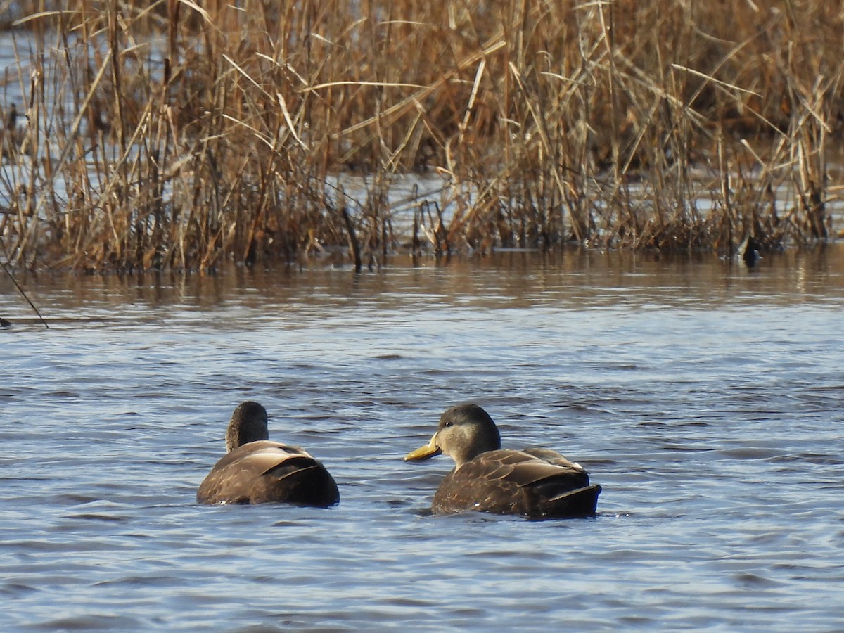 American Black Duck - ML615513841