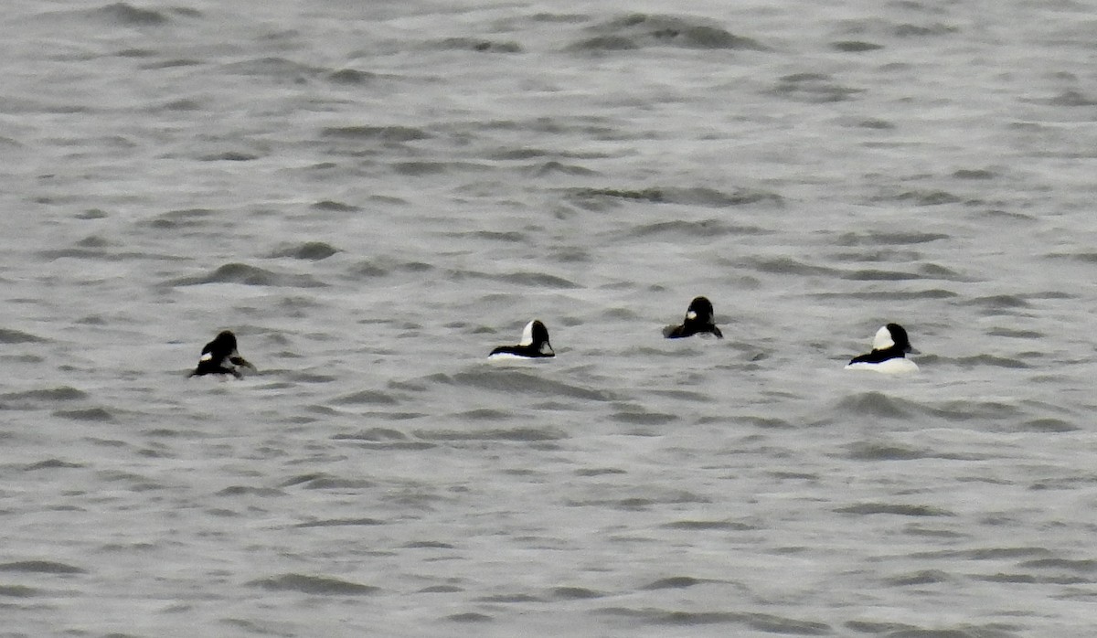 Bufflehead - Barb Stone