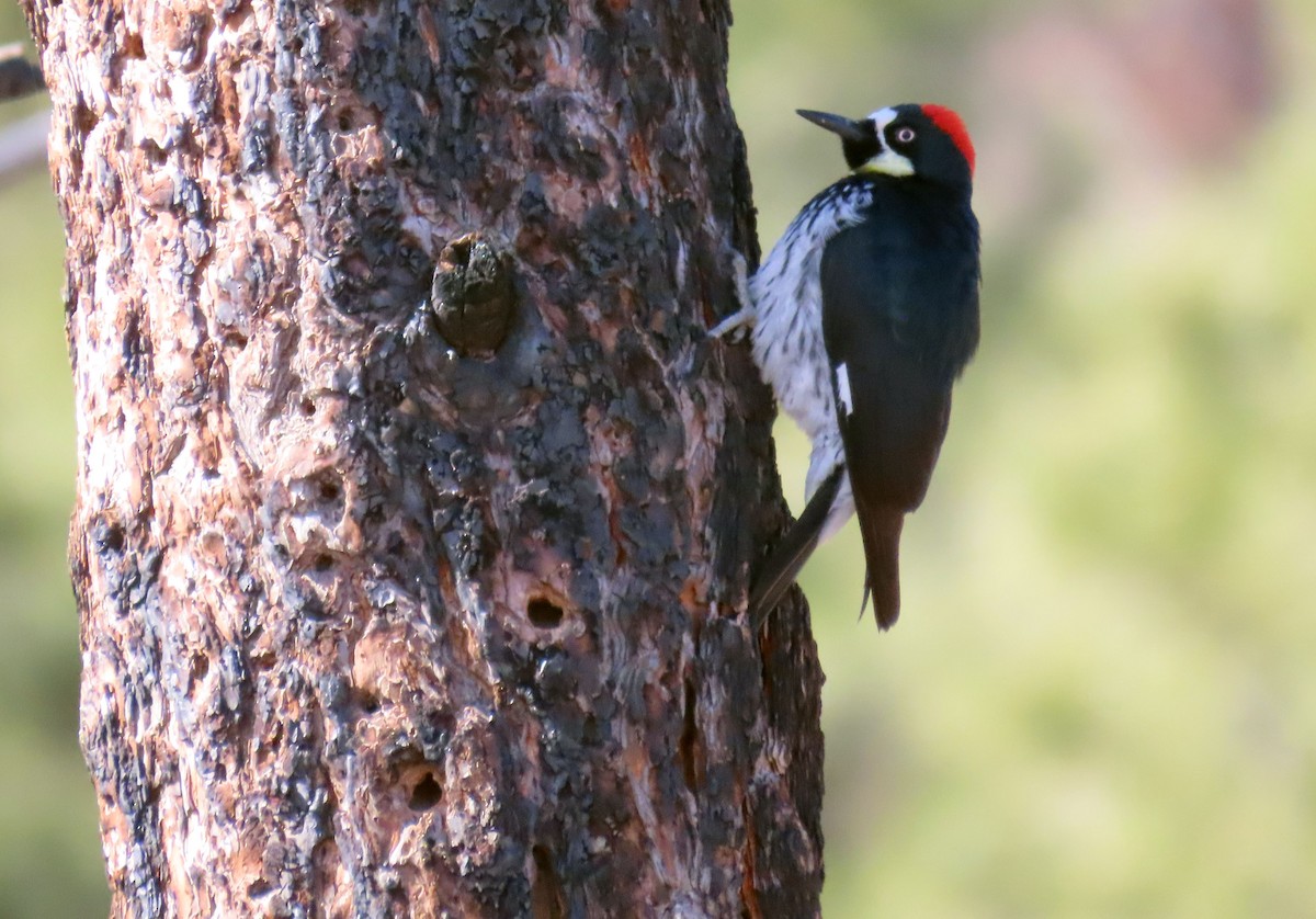 Acorn Woodpecker - ML615513847