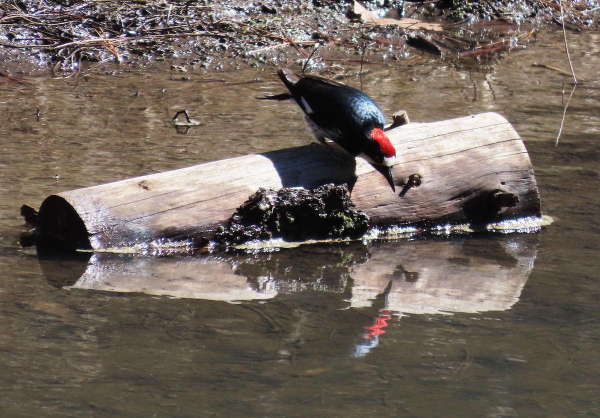 Acorn Woodpecker - ML615513848