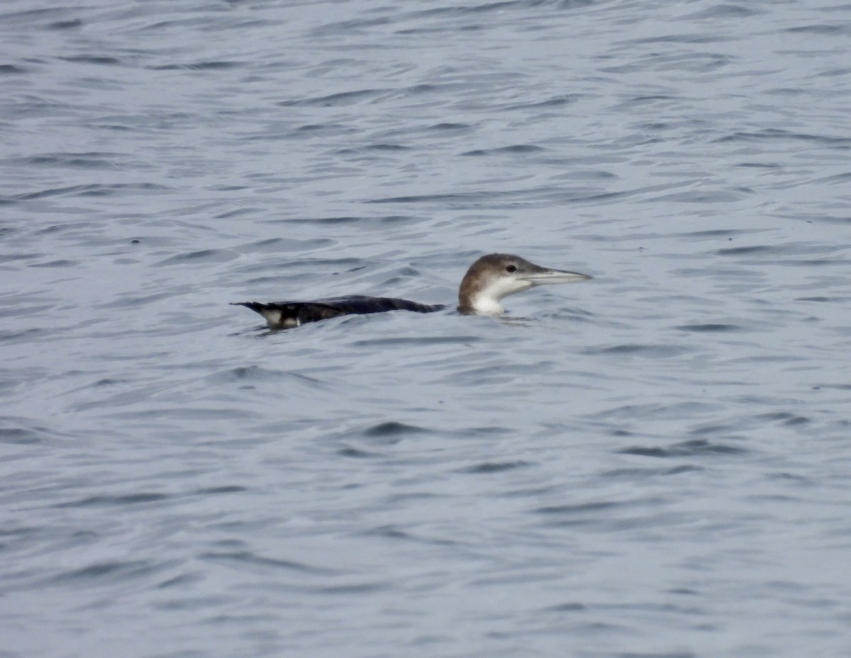 Common Loon - ML615513874