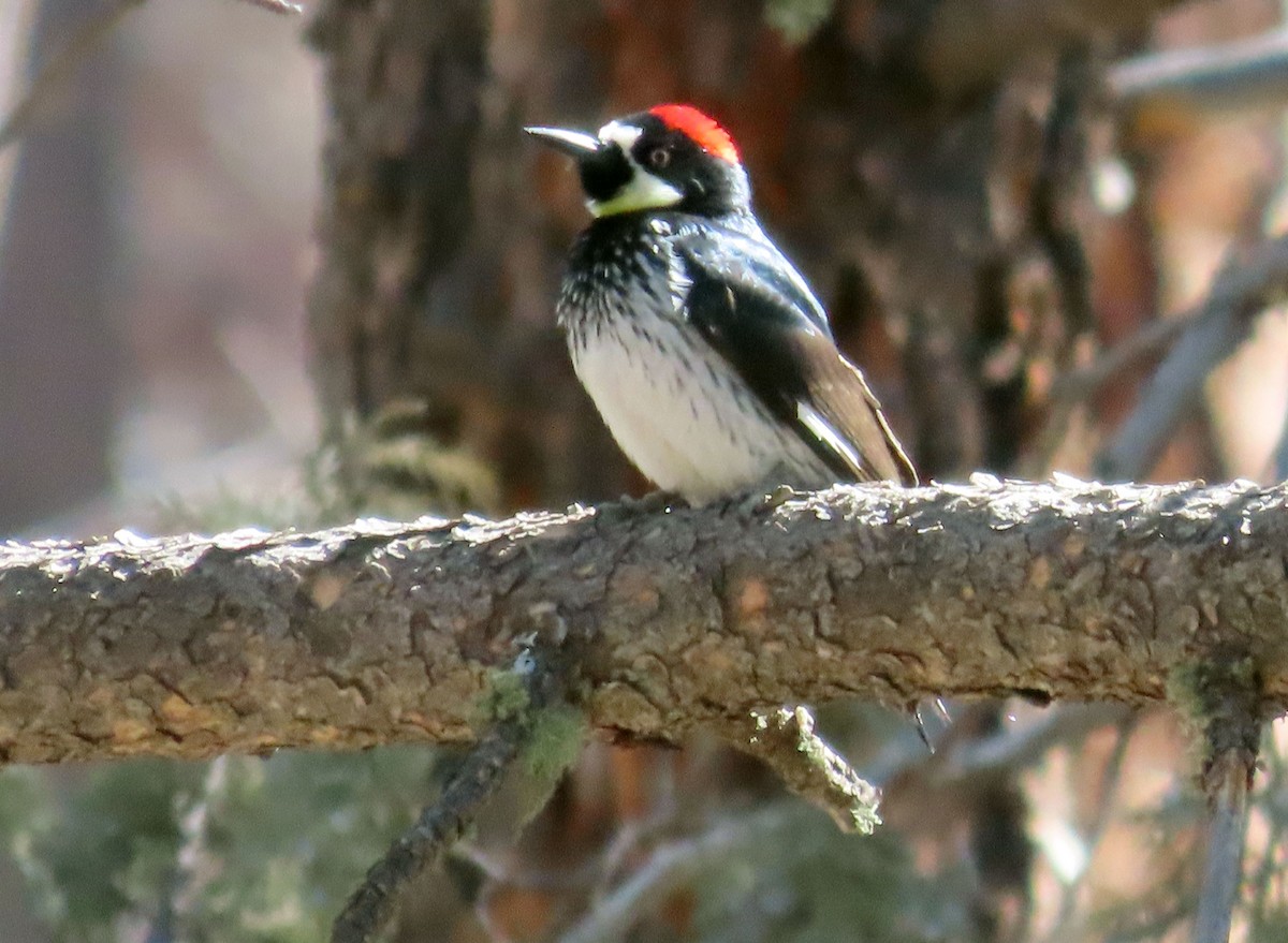 Acorn Woodpecker - ML615513887