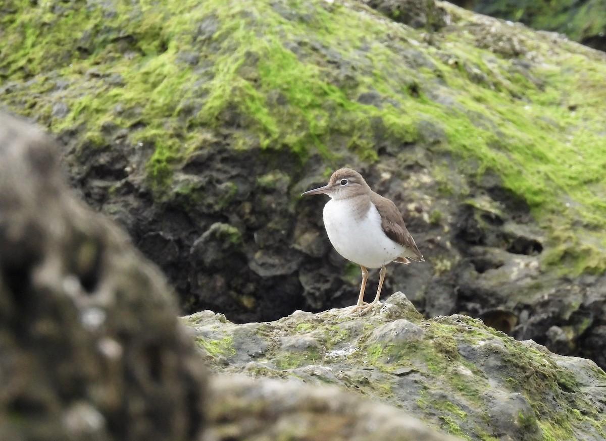 Spotted Sandpiper - ML615513897