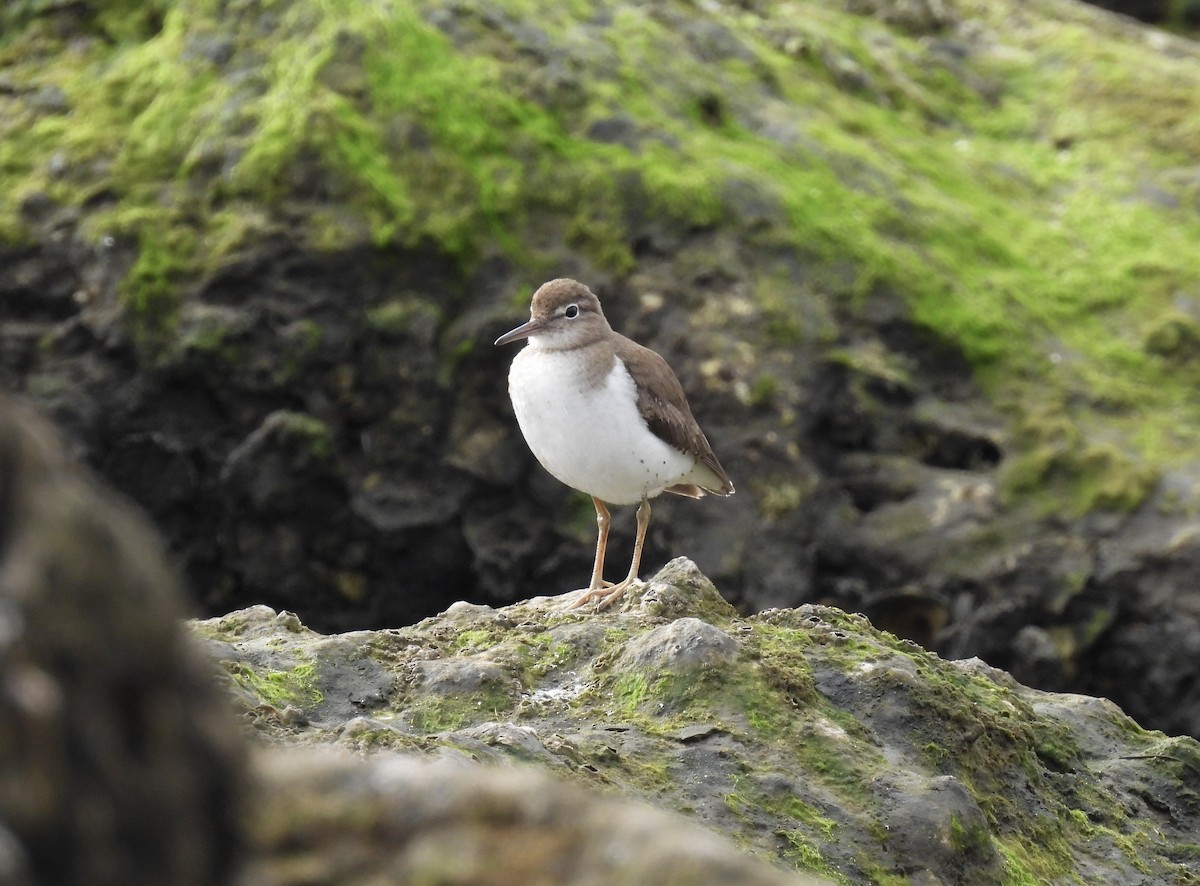 Spotted Sandpiper - ML615513901