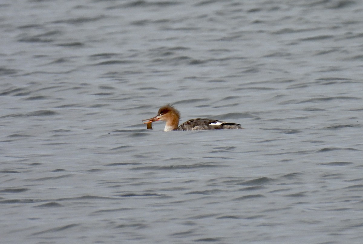 Red-breasted Merganser - ML615513920