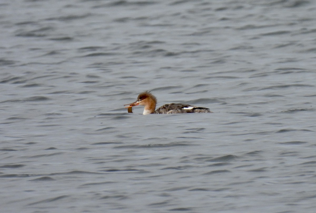 Red-breasted Merganser - Barb Stone