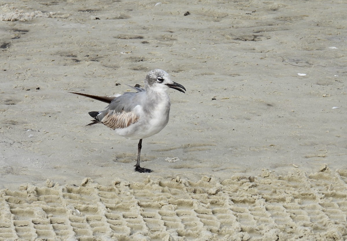 Mouette atricille - ML615513928