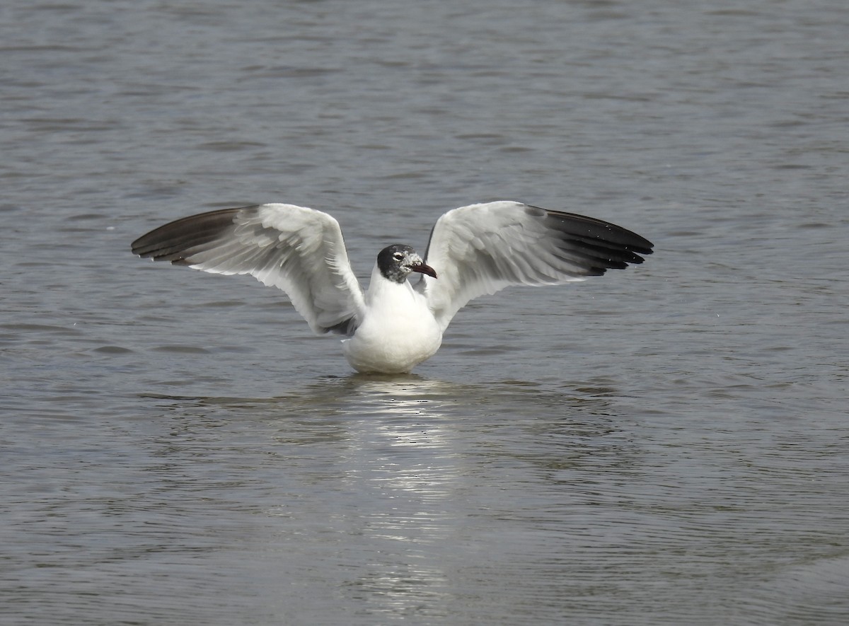 Gaviota Guanaguanare - ML615513930