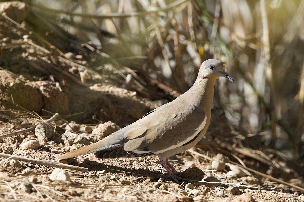 White-winged Dove - ML615514010