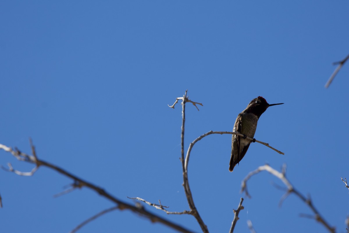 Anna's Hummingbird - ML615514019