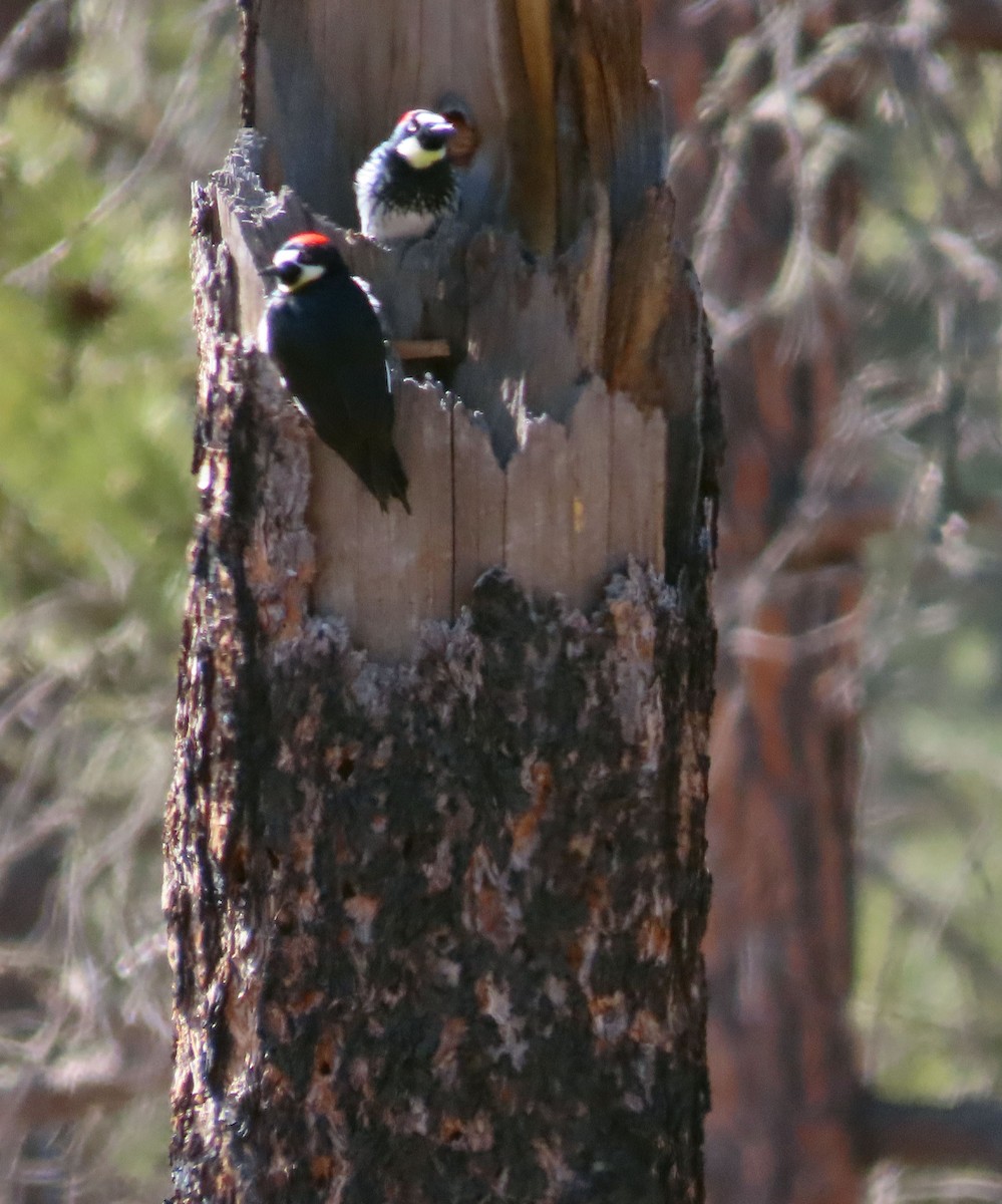 Acorn Woodpecker - Deanna Nichols