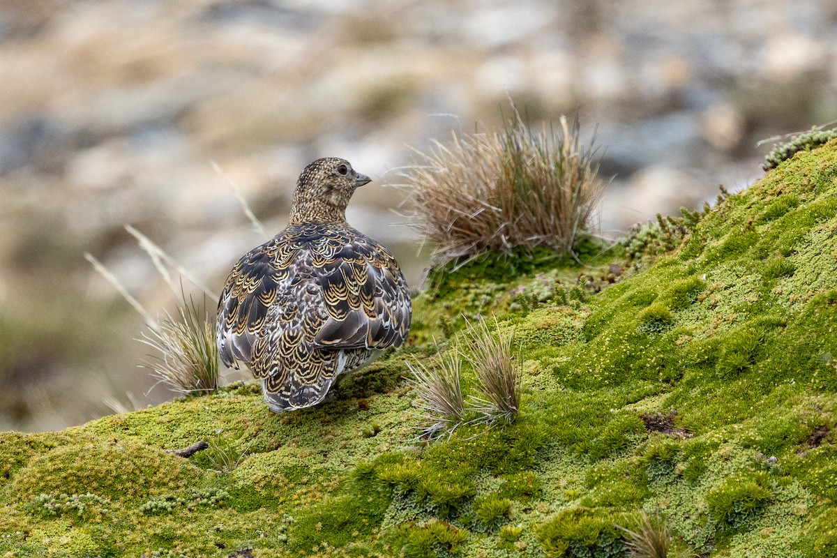 White-bellied Seedsnipe - ML615514064