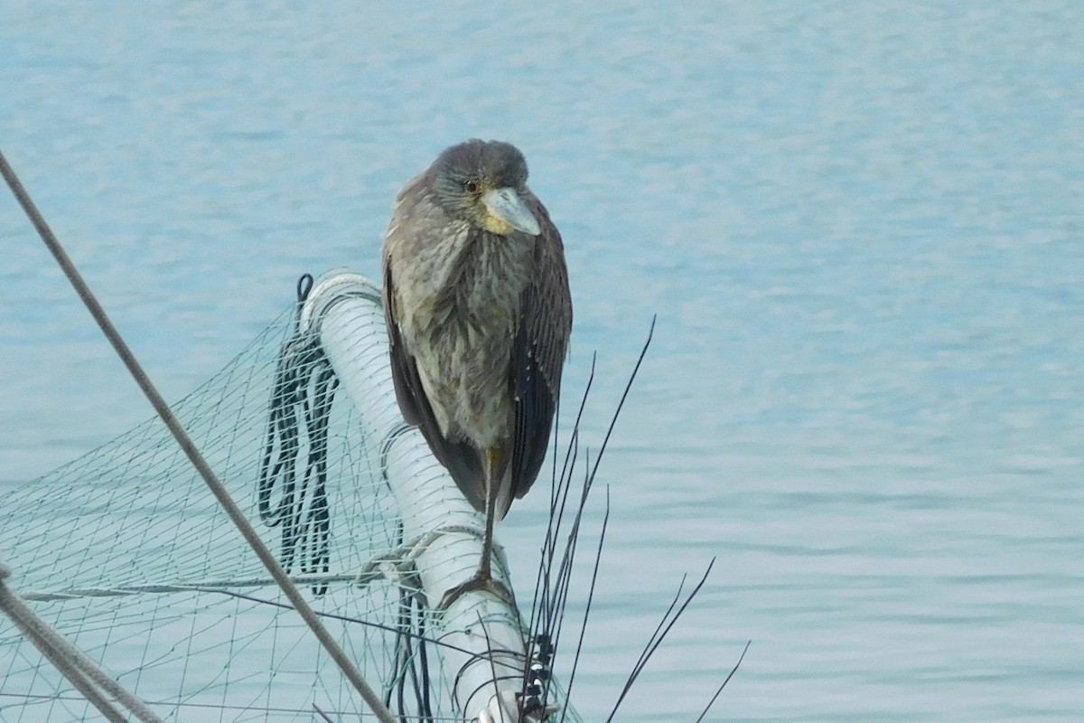 Yellow-crowned Night Heron - Steve Summers