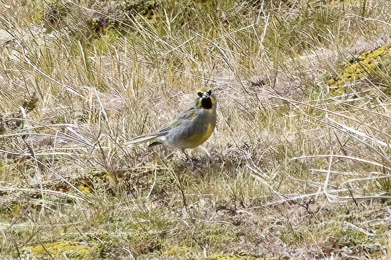 Yellow-bridled Finch - Robert Floerke