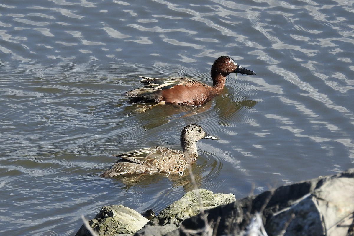 Cinnamon Teal - ML615514159