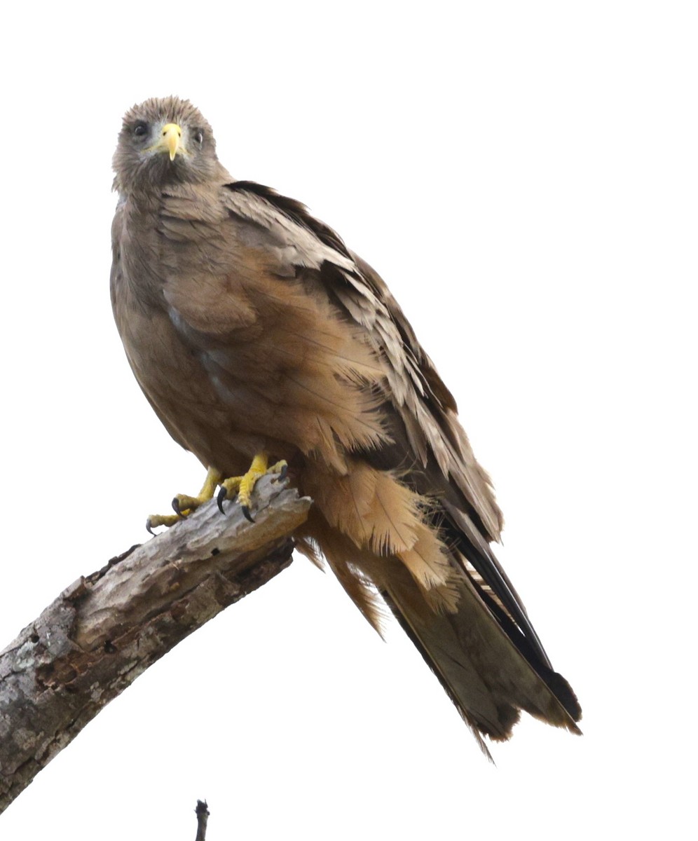 Black Kite (Yellow-billed) - ML615514164