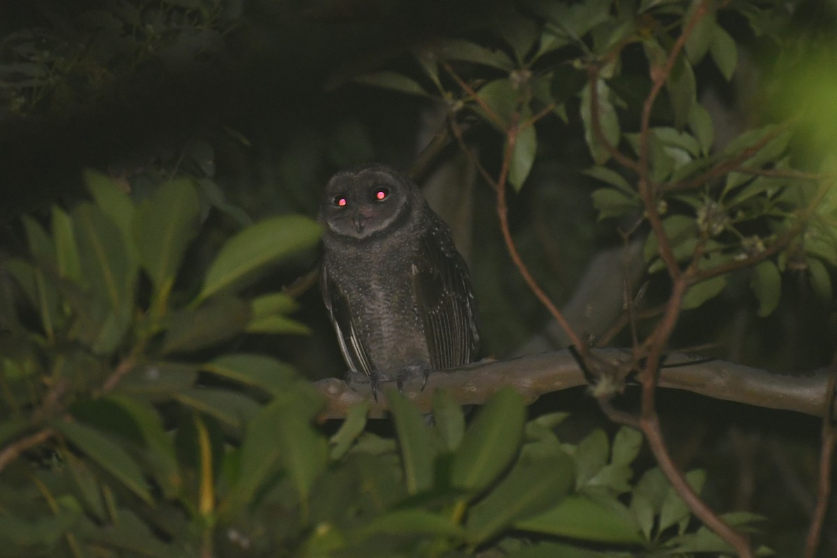 sova temná (ssp. tenebricosa/arfaki) - ML615514188