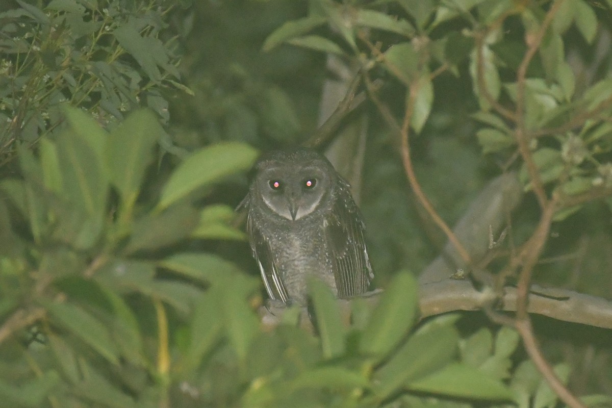 Lechuza Tenebrosa (arfaki) - ML615514189