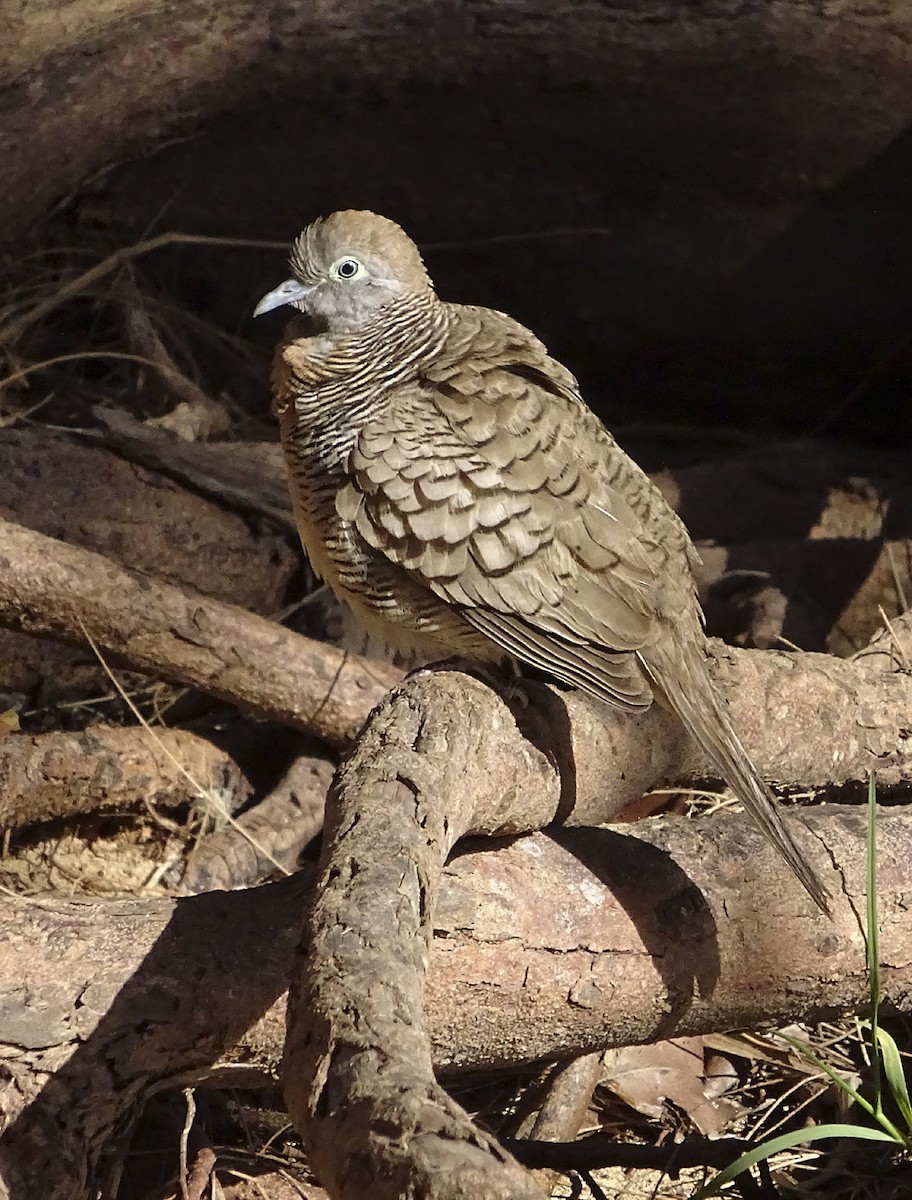 Zebra Dove - ML615514236