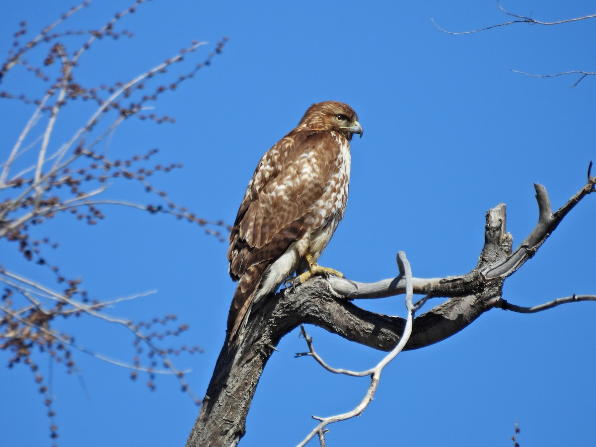 Red-tailed Hawk - ML615514244