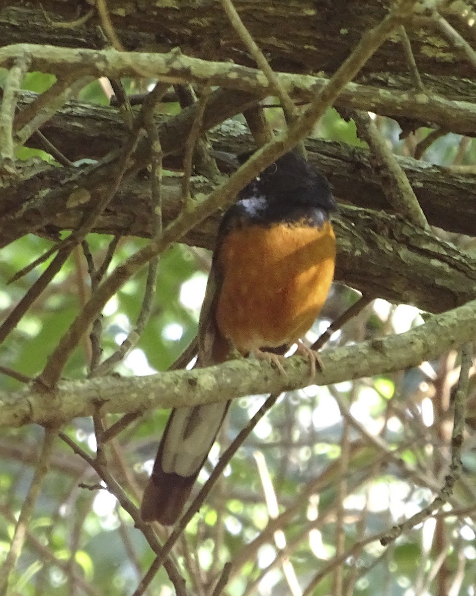 White-rumped Shama - ML615514246