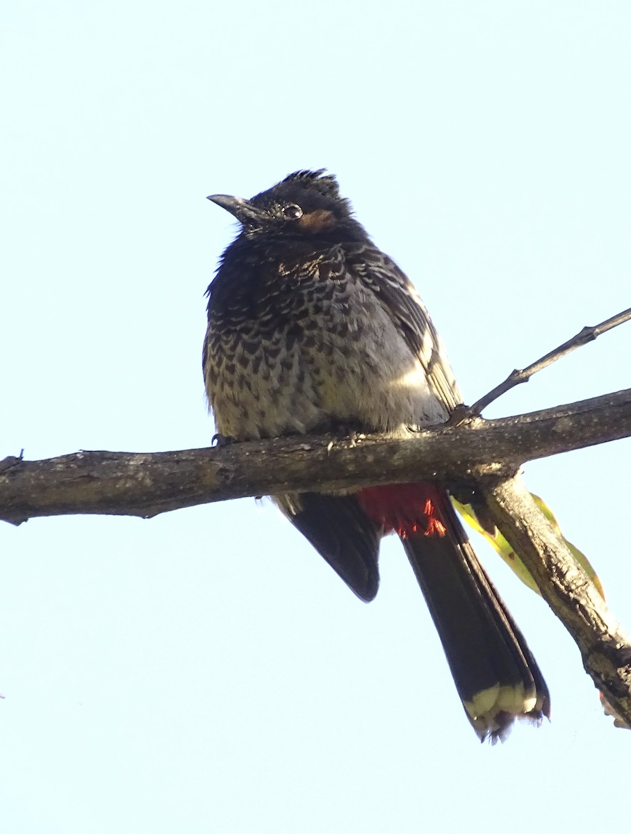 Bulbul à ventre rouge - ML615514280