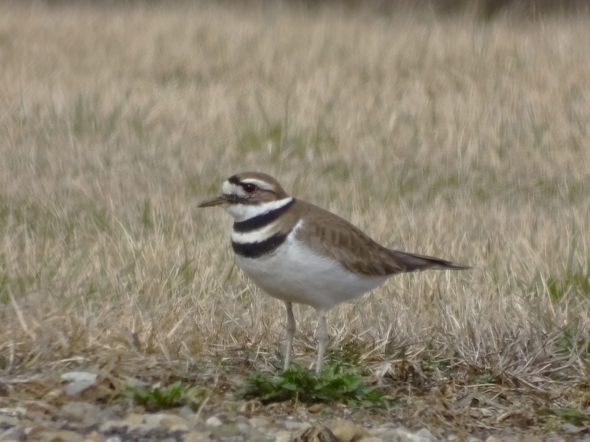 Killdeer - ML615514281