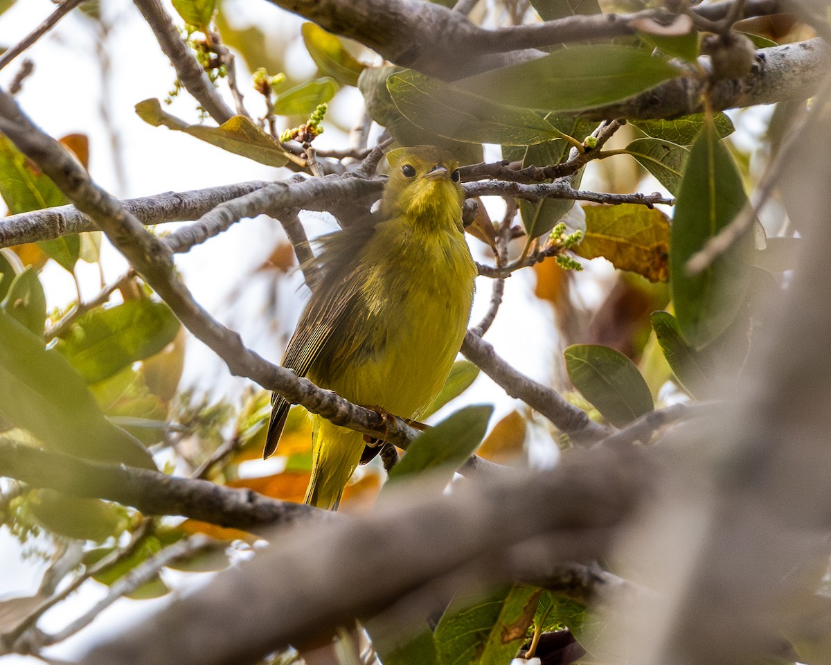 Paruline jaune - ML615514288