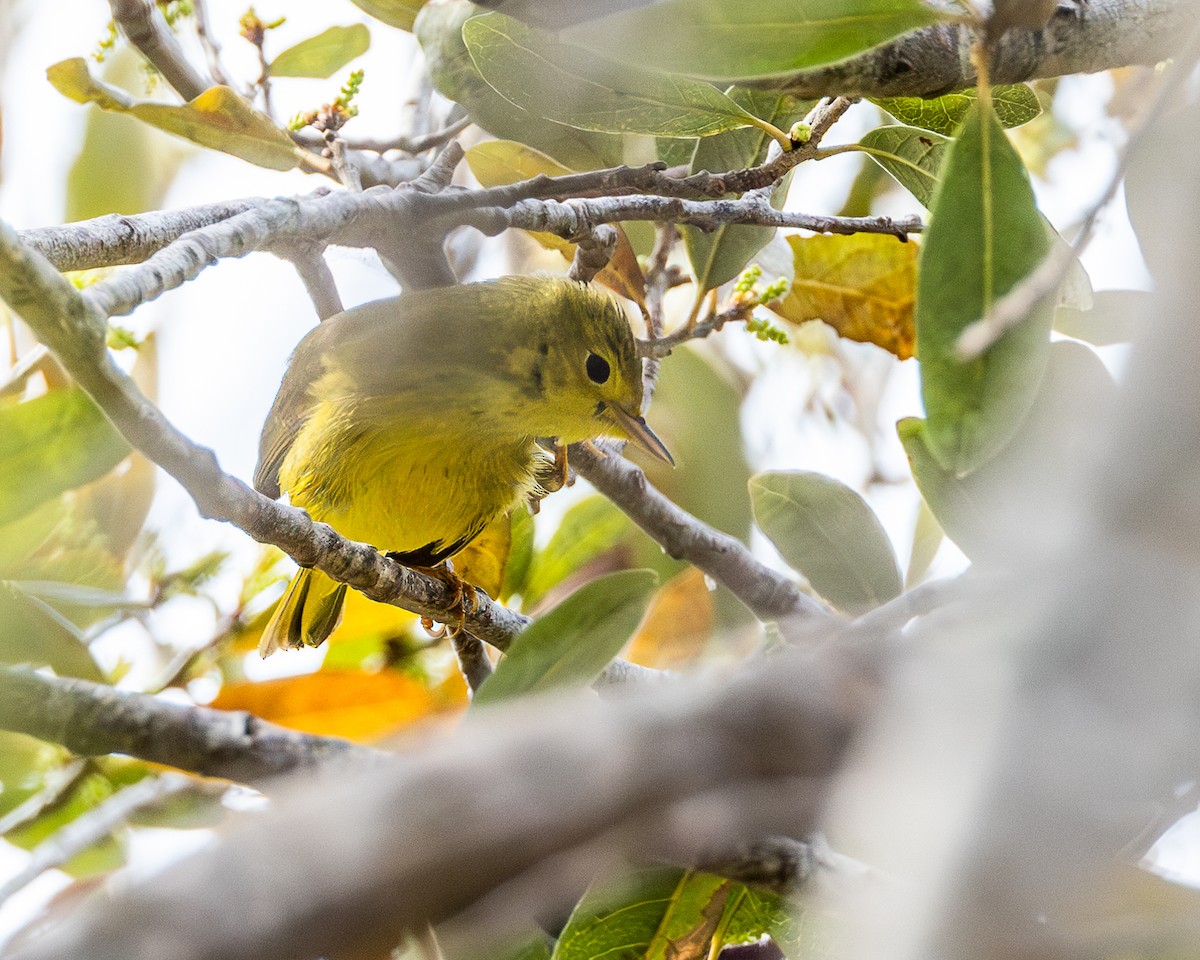 Yellow Warbler - ML615514289