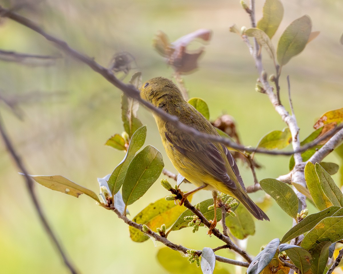 Paruline jaune - ML615514291